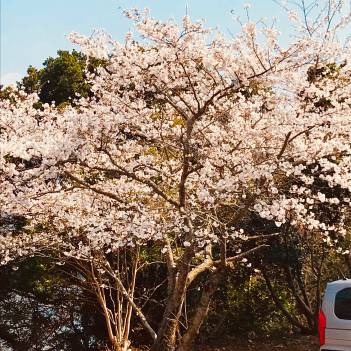 桜満開！