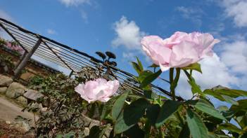 お花の季節がやってきました！